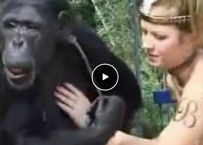 Blonde Fucking Chimpanzee